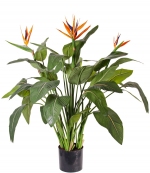 Strelitzia - Paradijsvogelbloem 120cm